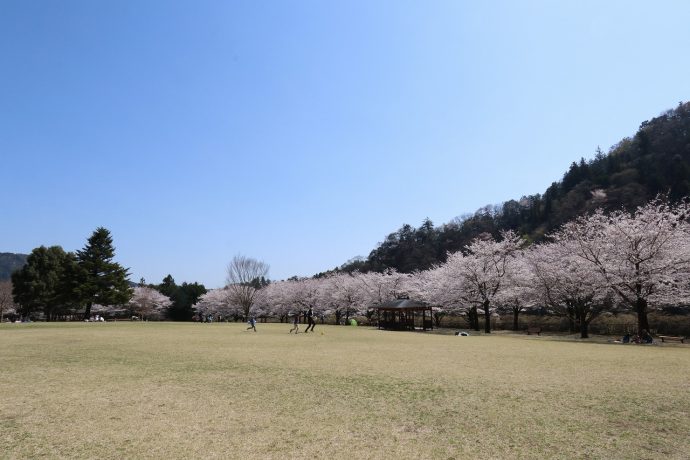 愛川町　あいかわ公園　桜