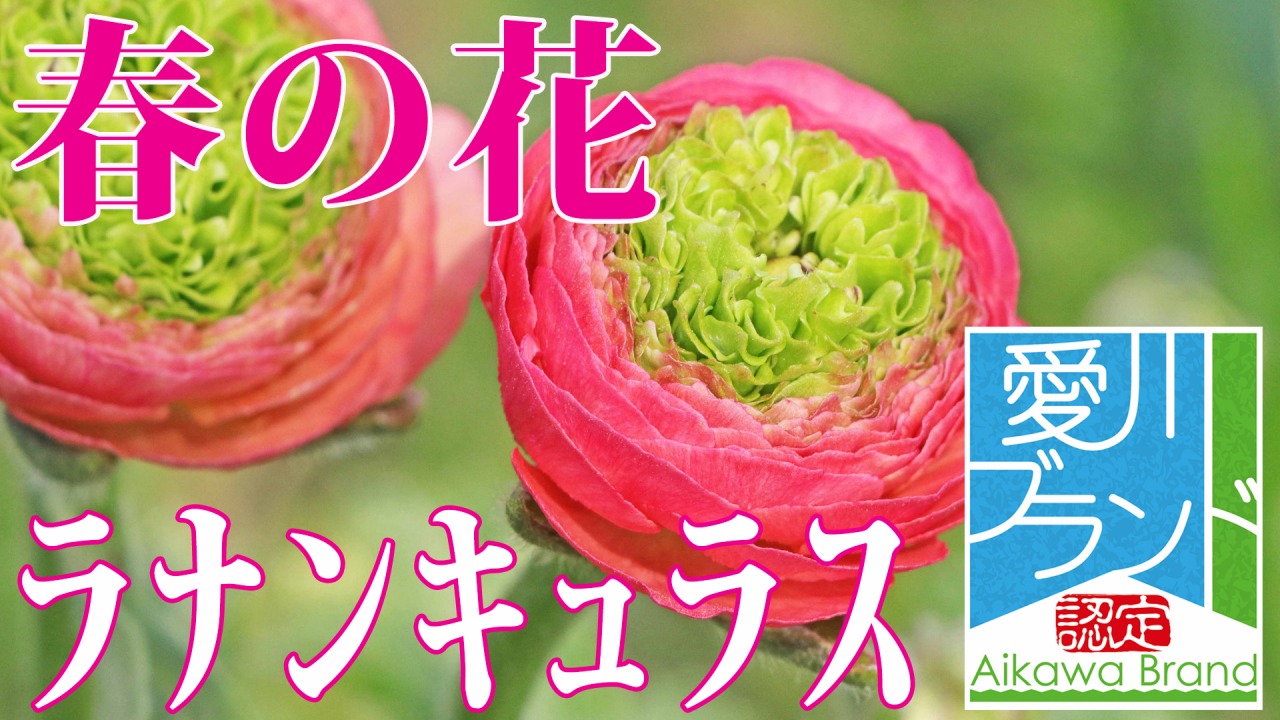 愛川ブランド劇場】摘みとりも!?愛川園芸の春の花・ラナンキュラス - ポケットに愛川 | ポケットに愛川