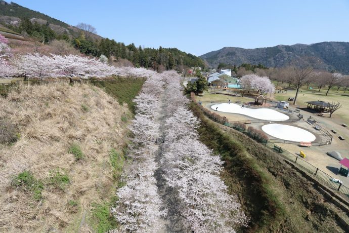 愛川町　県立あいかわ公園　桜