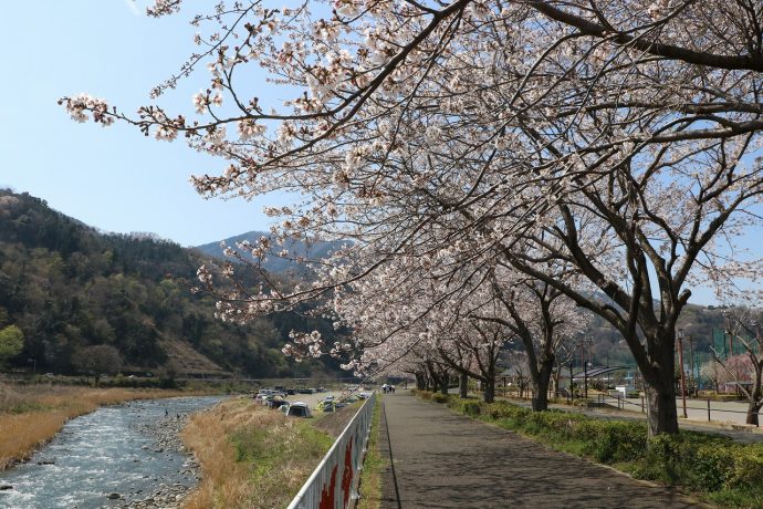 愛川町　田代運動公園　桜